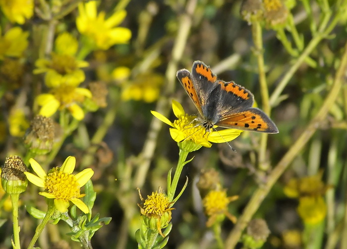 Lycaena phlaeas